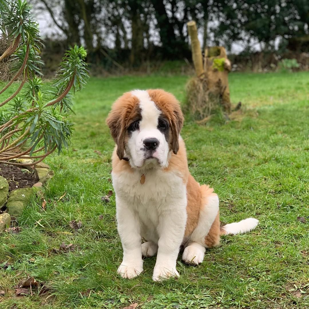 Carli - Saint Bernard puppy