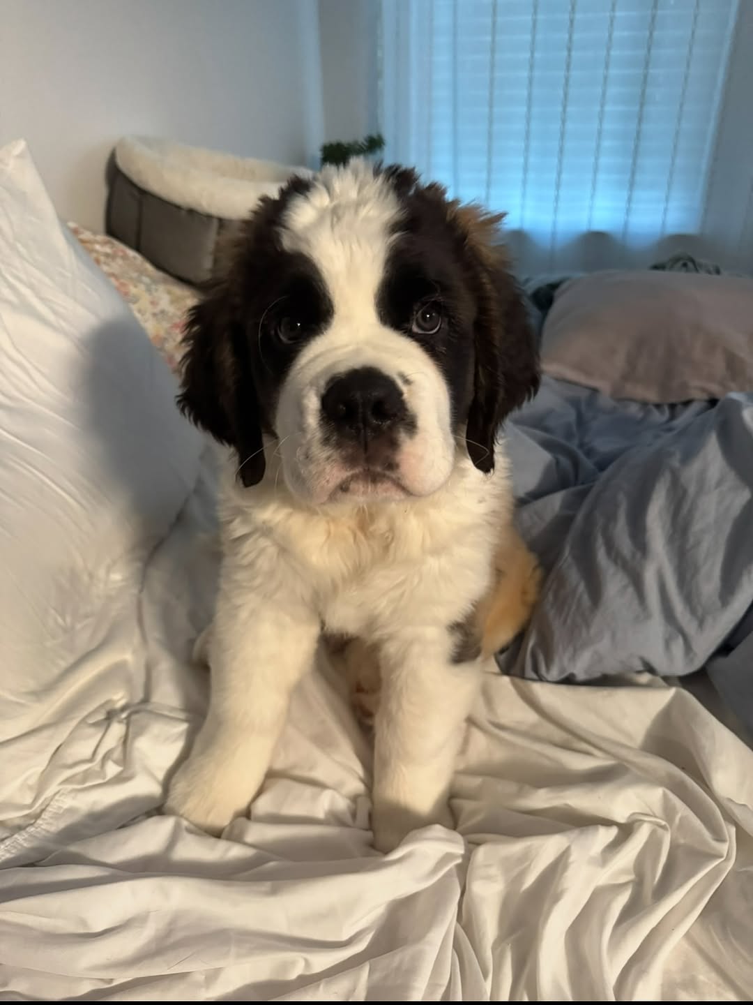 Fairy - Saint Bernard puppy