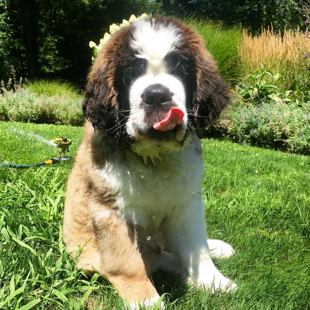 Floris - Adopted Saint Bernard puppy