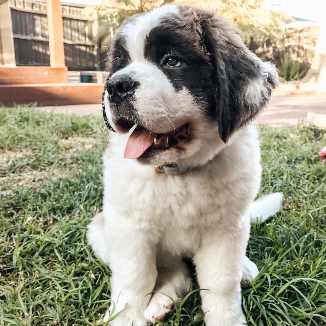 Gily - Saint Bernard puppy