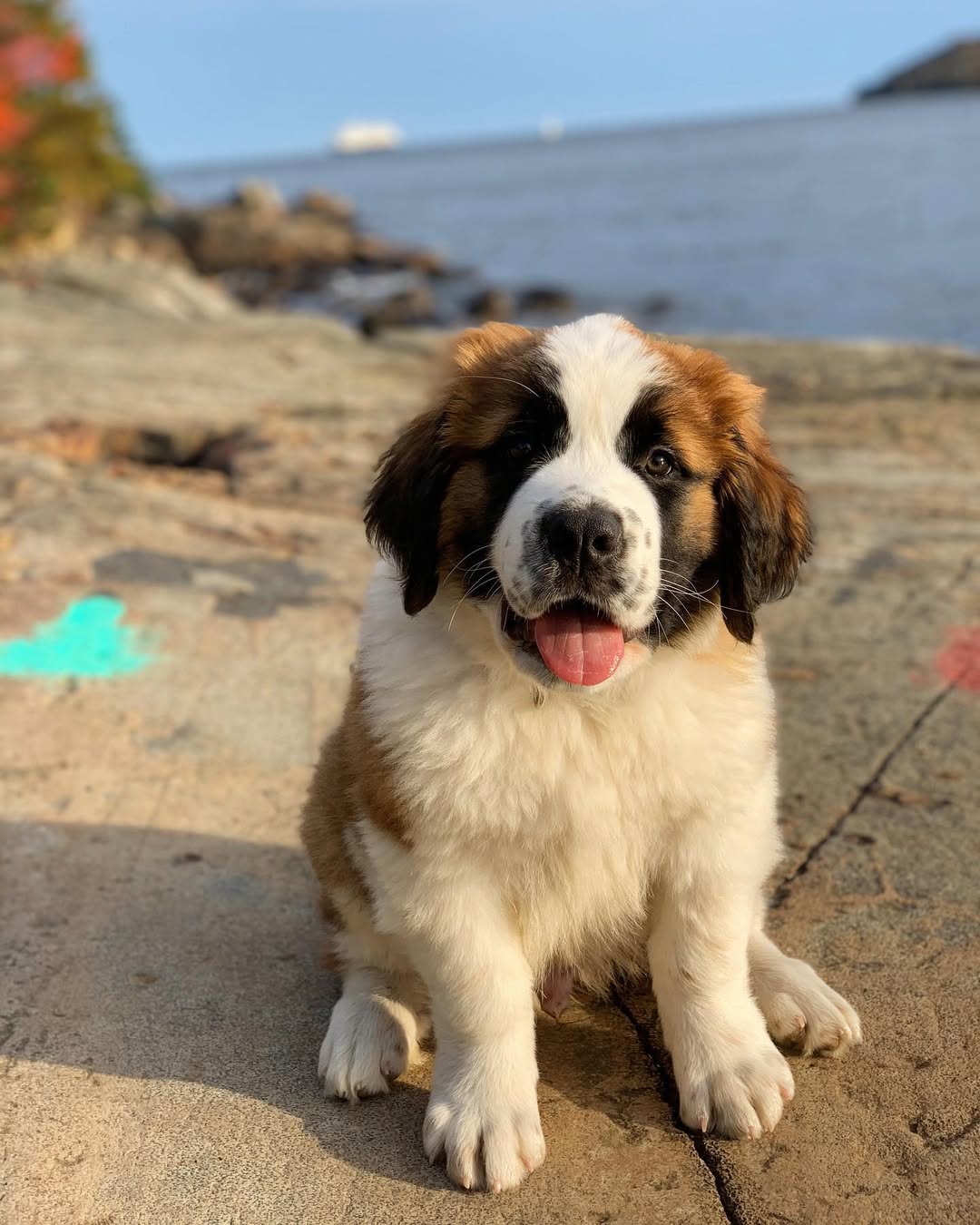 Jacki - Saint Bernard puppy