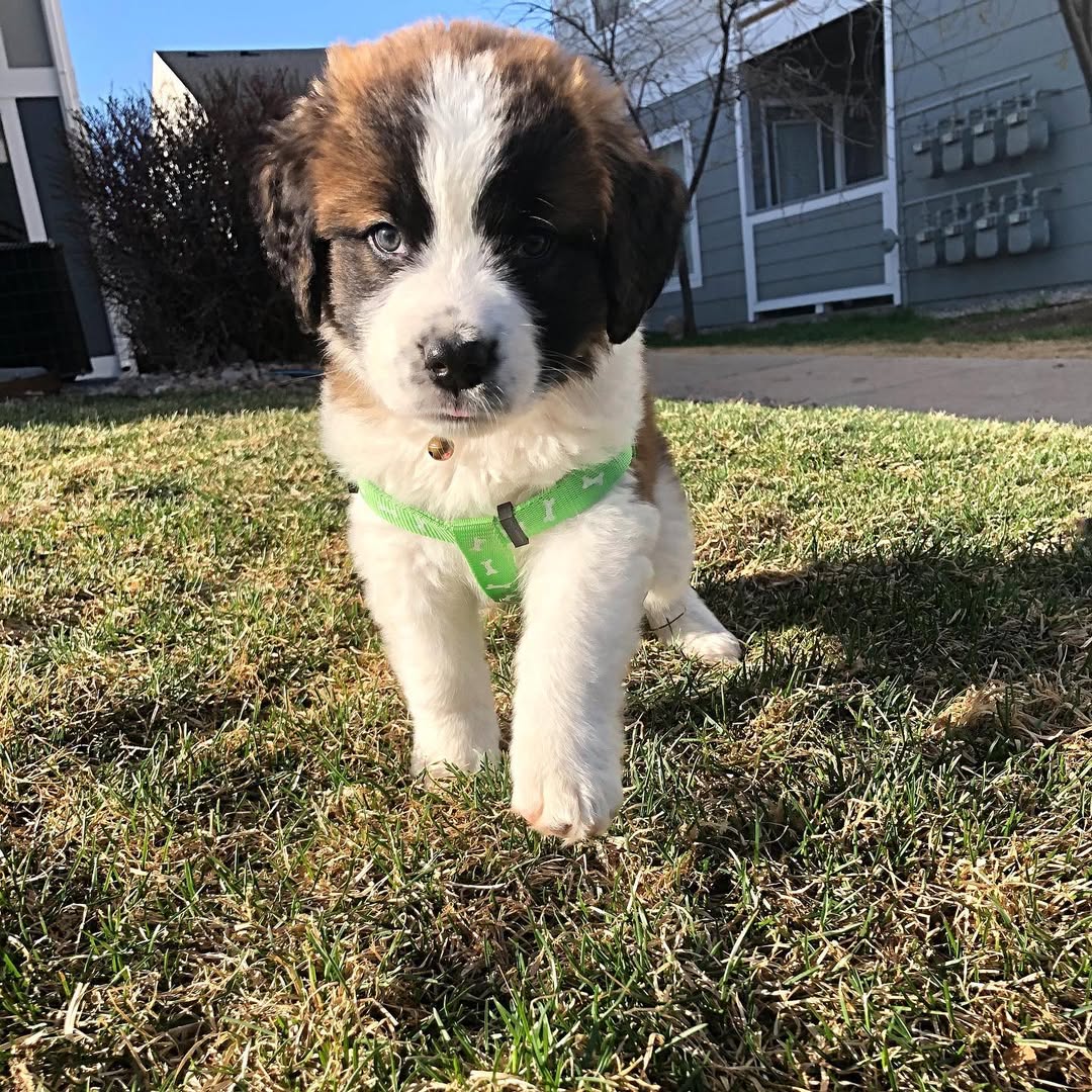 Melli - Saint Bernard puppy