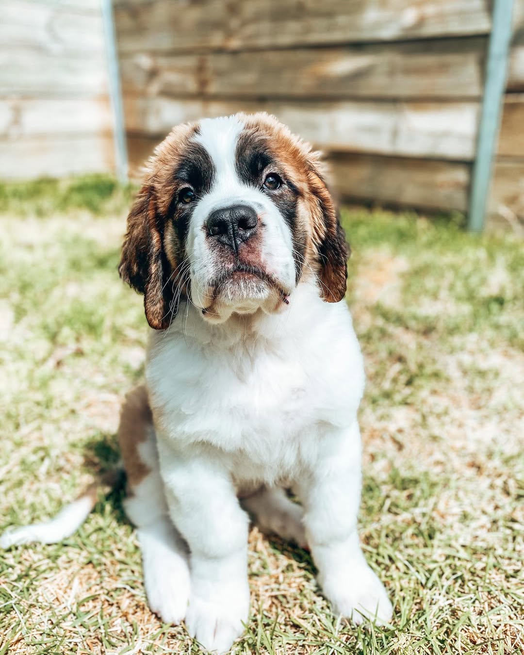 Paissy - Saint Bernard puppy
