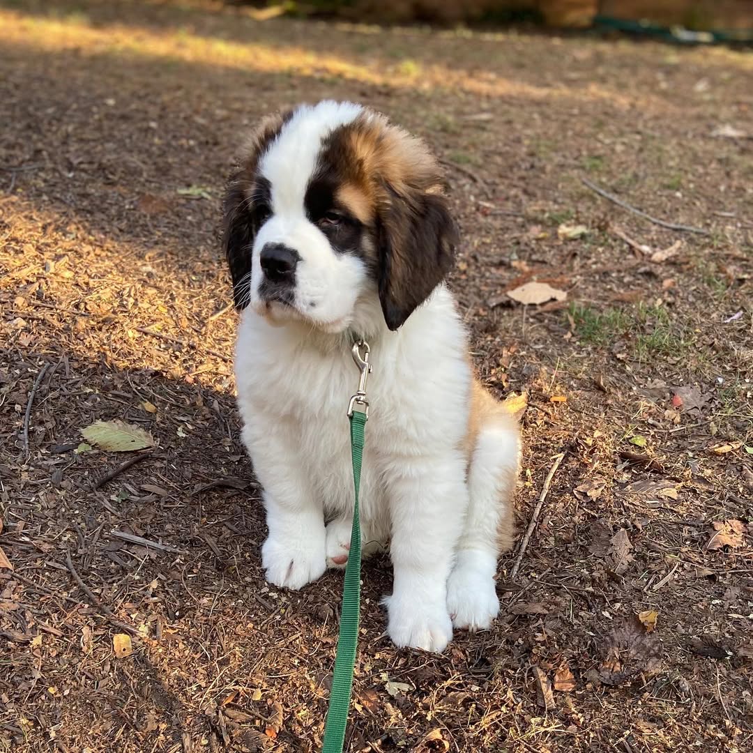 Tank - Saint Bernard puppy