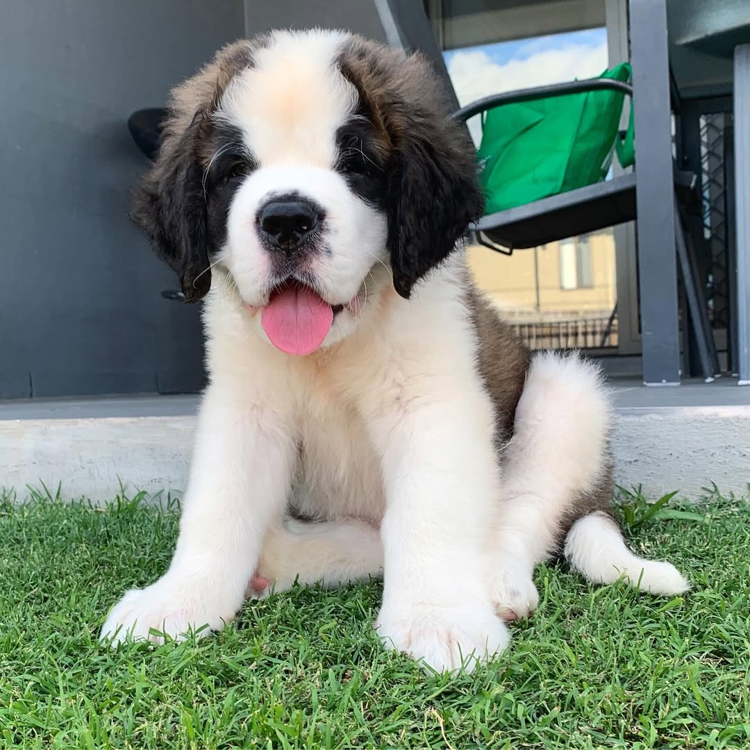 Wallo - Saint Bernard puppy